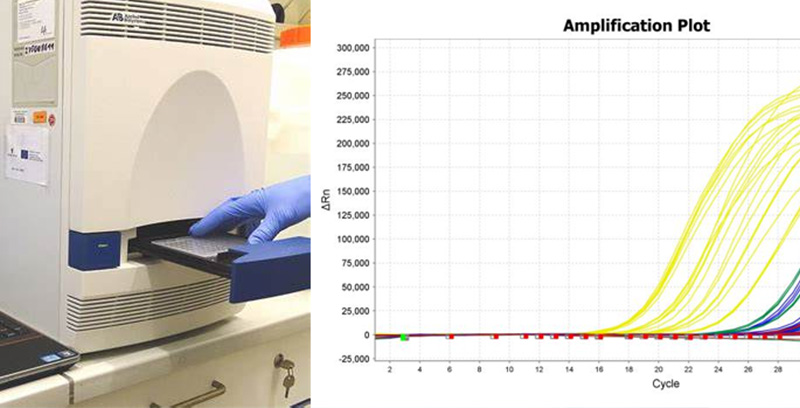 Multiplex real-time PCR detection 