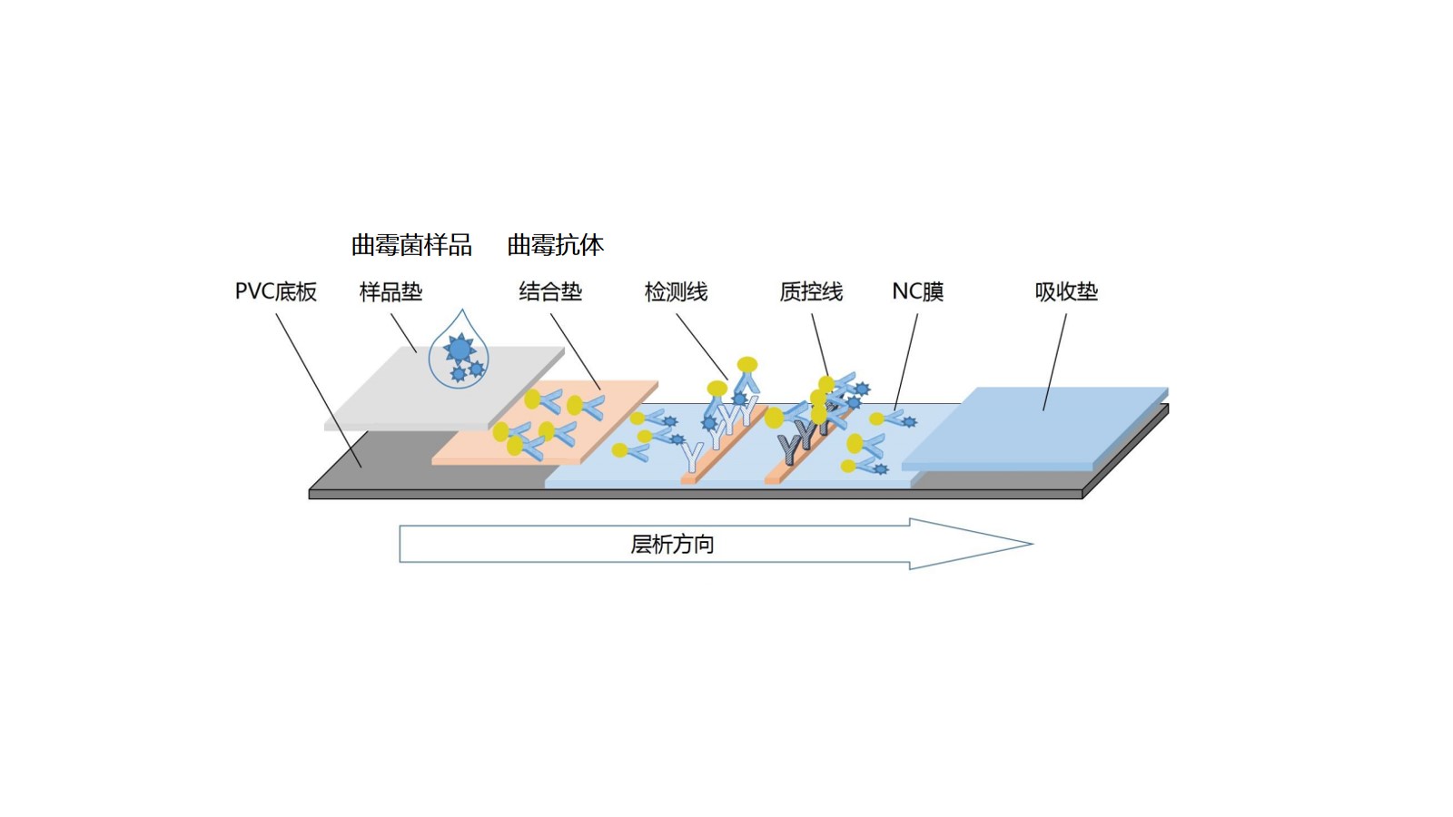 瑞曲速®曲霉菌抗原快速检测